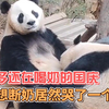 三岁多还没断奶的国庆，个头比妈妈大还在喝奶，不想断奶嗷嗷大哭