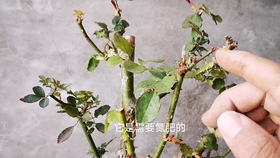 风雨兰几个月不发芽怎么办 f223a3cfed11a4dfb011bfdae969414dbe5429f1.jpg@280w_158h_1c_100q.jpg