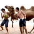法国人第一次见骆驼。。。还和它们抢椰子！