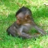 被坏猴子绑架虐待的一条小腿骨折了，可怜小猴幼崽在哭喊着找妈妈