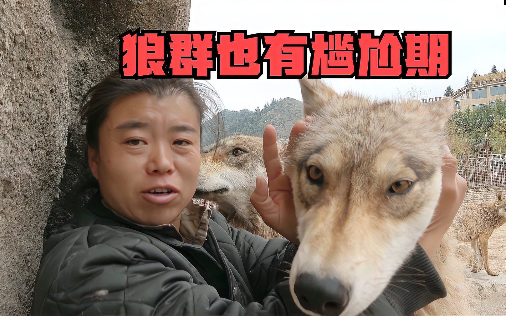 青海，一名自驾游的女子途中遇到2狼，以为是狗要下车拍照留念_两头_拍照片_生命