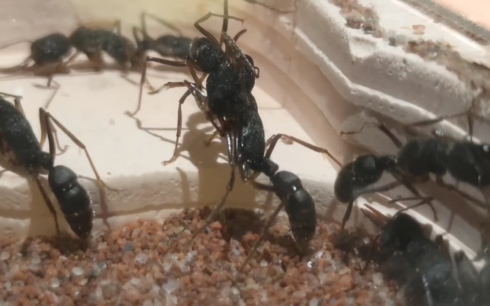 猎镰猛蚁女王产卵过程 哔哩哔哩 つロ干杯 Bilibili