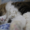 超爽！给猫爪剃毛