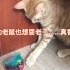 这货会动？！简单自制震动小猫鼠球…小六:啥玩意儿？？？