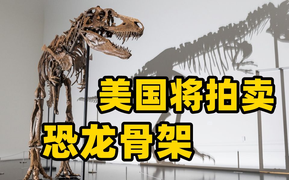美国将拍卖一具7600万年前恐龙骨架 估价800万美元