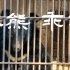 罗爷爷动物园的成员：黑熊乖乖