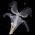 【浮游生物】翼足类-展翅畅泳的海螺_Pteropods - Swimming Mollusks