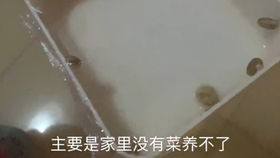 f2c22b99f6bb24bb383db64e6f657c4092f6ed39.jpg@280w_158h_1c_100q.jpg