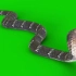 绿幕视频素材毒蛇