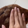 小鸡喜欢被摸哪里