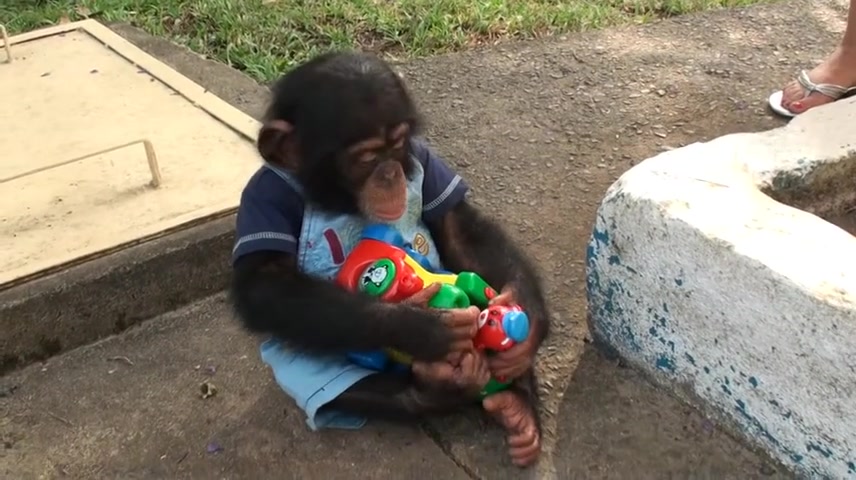 （猩猩宝宝）猩猩怒了：“你特么别动我玩具，讨厌，你这个坏人~”