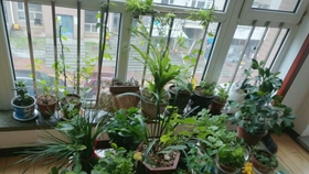 室内绿植推荐价格 f2f32cc9750f486c82ae2e339ebd6cc451f588e5.jpg@280w_158h_1c_100q.jpg