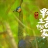 看到了，是绿孔雀！亚洲象！金丝猴！还有......《中国：野生动物家园》官方宣传片第二弹来啦！！！