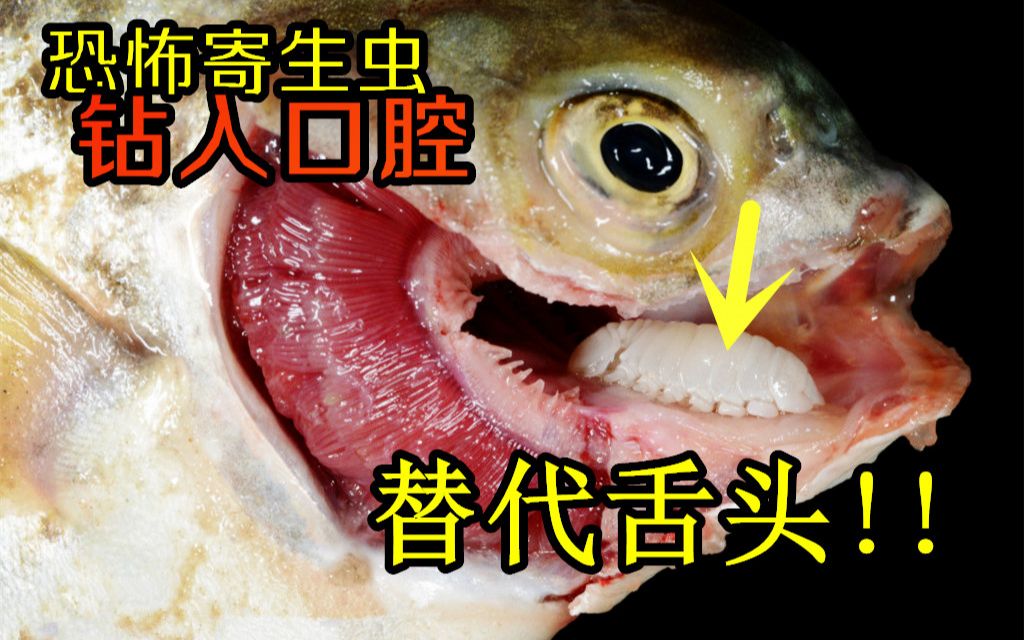 寄生虫第四季4缩头鱼虱恐怖寄生虫钻入口腔替代舌头虫真的能寄生人类