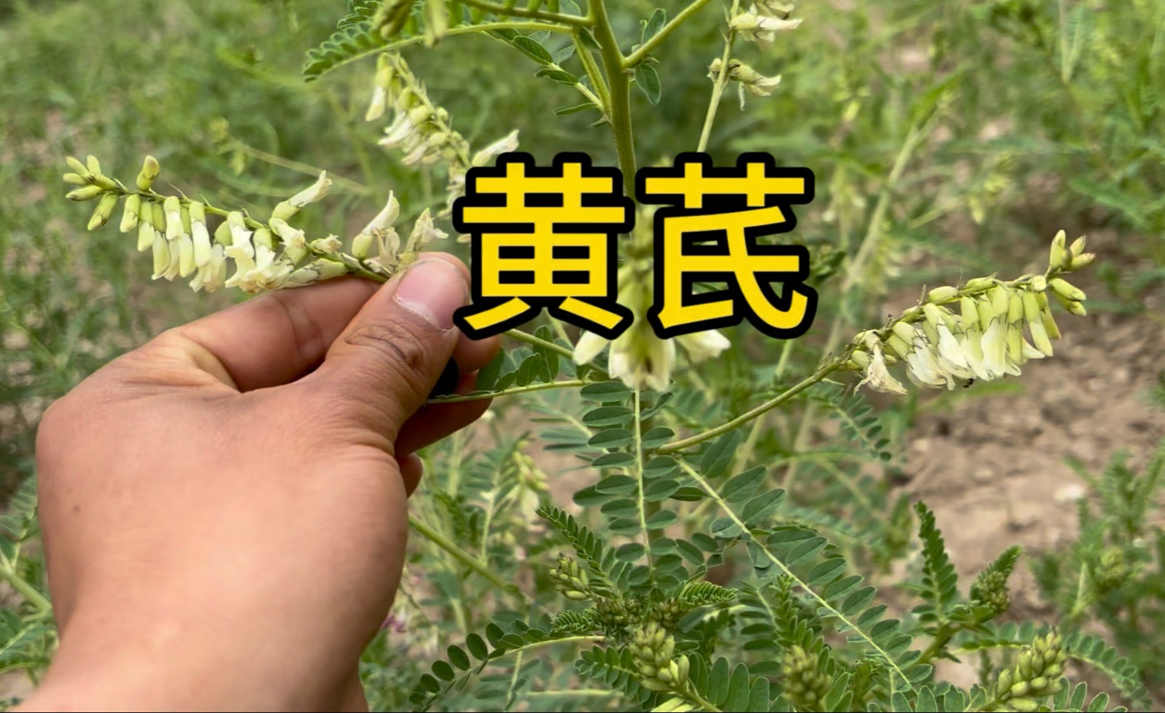 黄芪开花了！黄芪长啥样子你知道吗？野生黄芪和种植黄芪开花时间