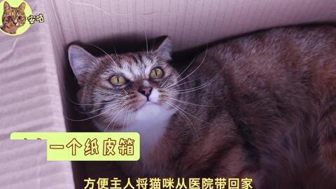 猫咪叫声吸引猫过来玩 f341541122c2fd65665b131921e452b041ed6647.jpg@480w_270h_1c