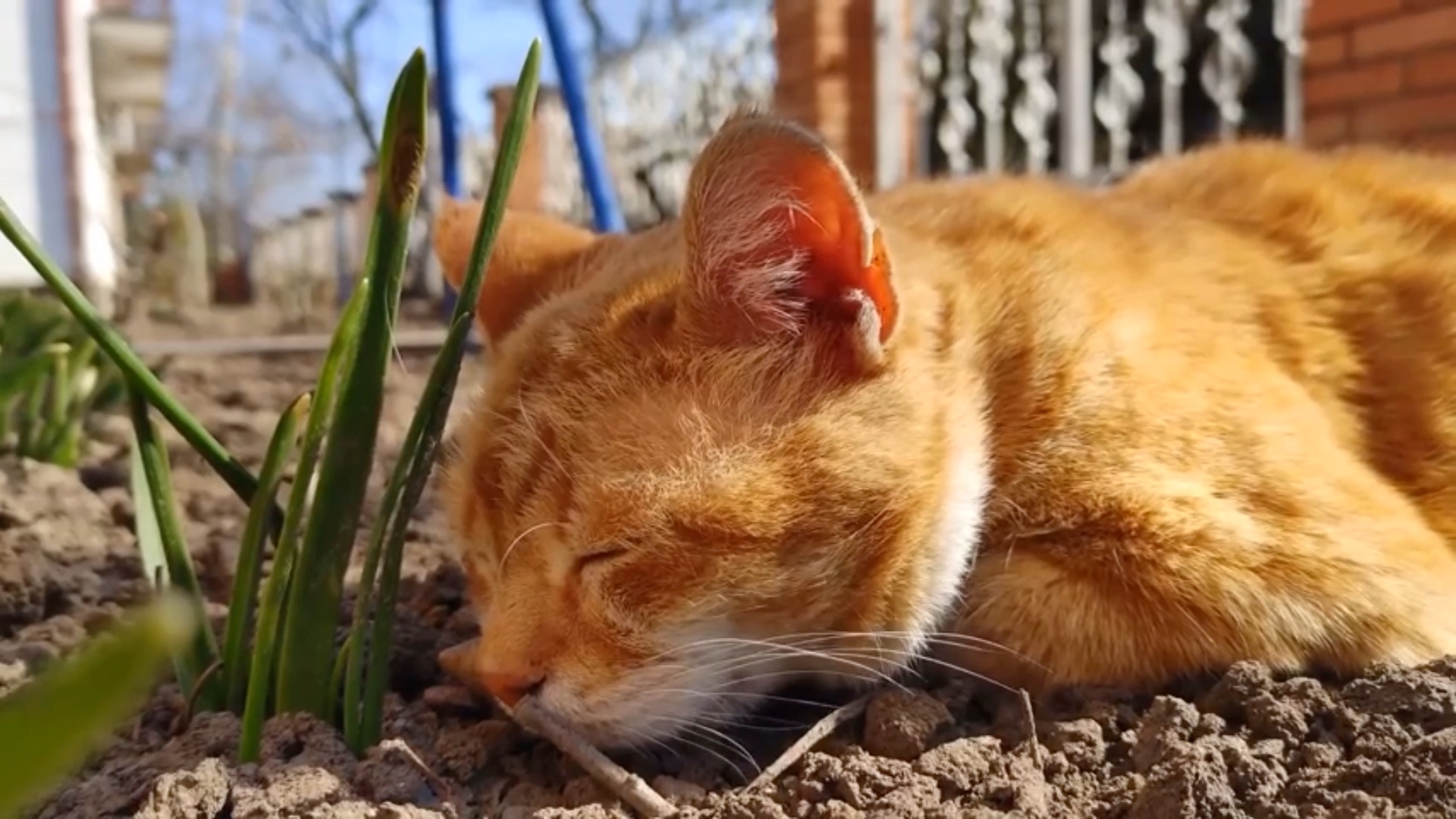 可爱橘猫呼噜睡