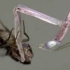 螳螂吃苍蝇给你看！