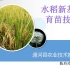 2023年（第二期）水稻新基质育苗技术