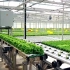 以色列自动化农业Automated hydroponic system - Harvest in the Greenho