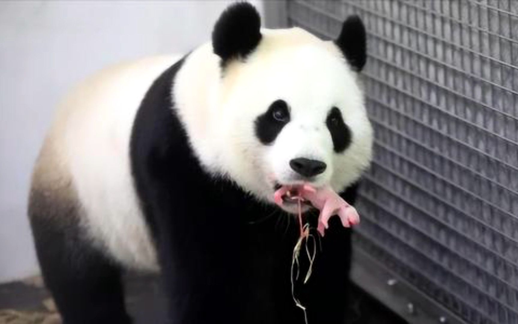 熊猫哼哼唧唧，叼着个“东西”硬要给饲养员看，饲养员：快放下它让我来！