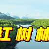 【地理干货】从太空看全球红树林治理