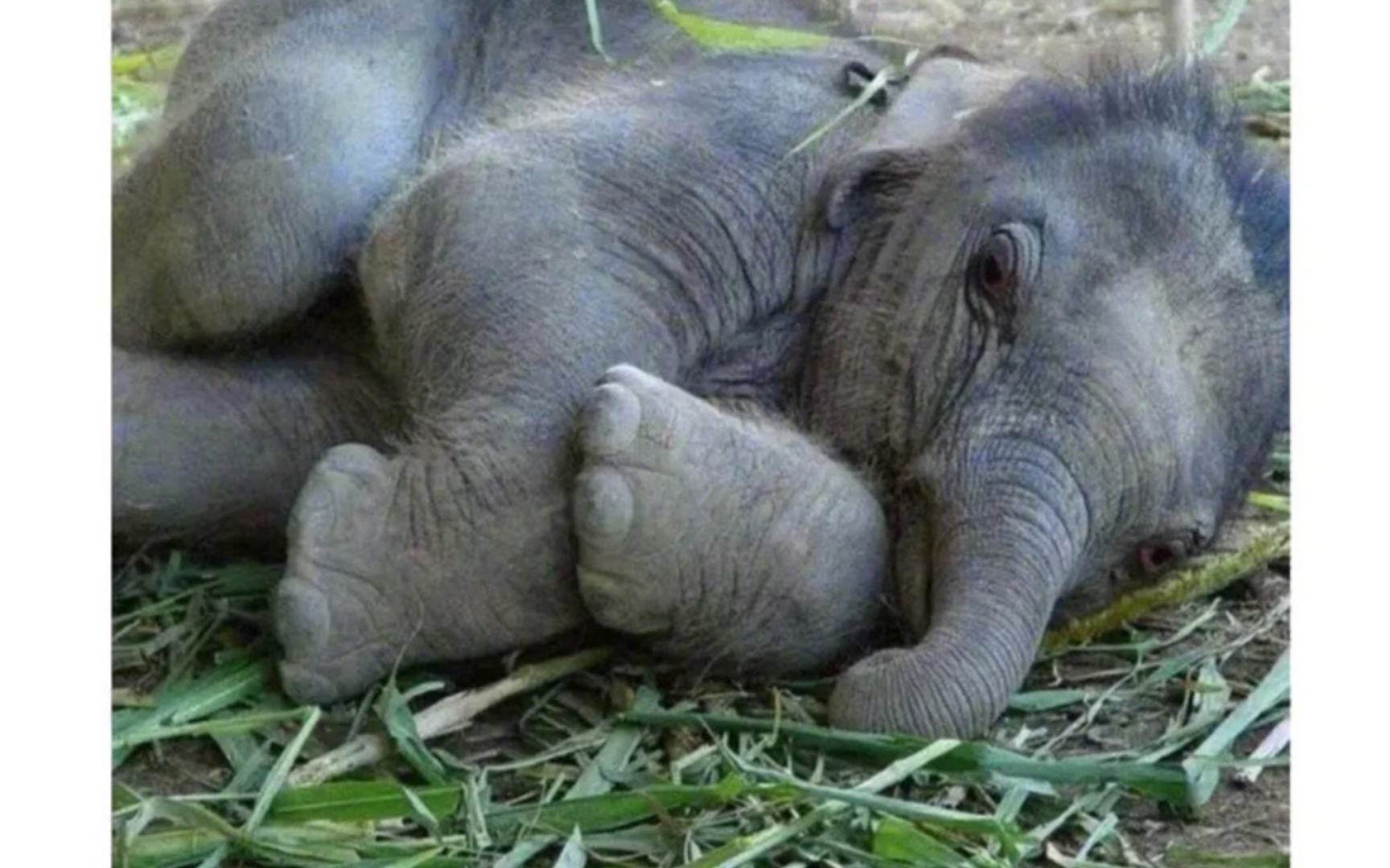 睡觉也要贴贴在一起的小象宝宝