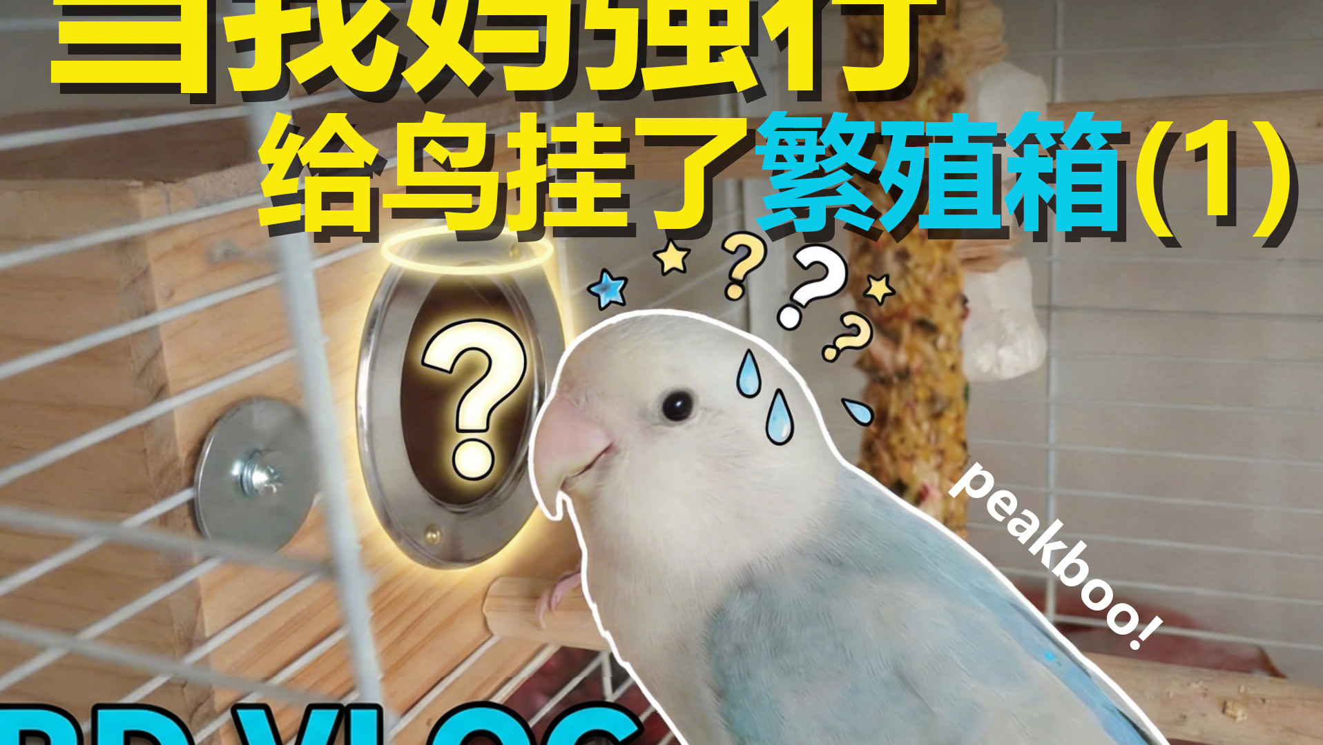 当我妈强行给鸟挂了繁殖箱（1）