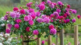 f3e38fe964ef958dca52026db9af5b644b5be521.jpg@280w_158h_1c_100q.jpg