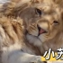 狮子苏丹从小就很甜！