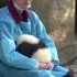如何孵化一颗熊猫蛋？20秒的视频我出不去了……