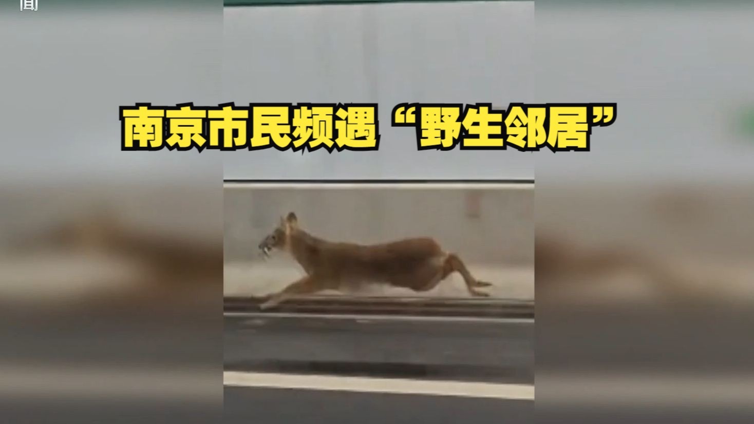 新闻周刊丨南京市民频遇“野生邻居”