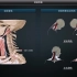 刘慧远人体教学第2部分——人体骨骼和肌肉