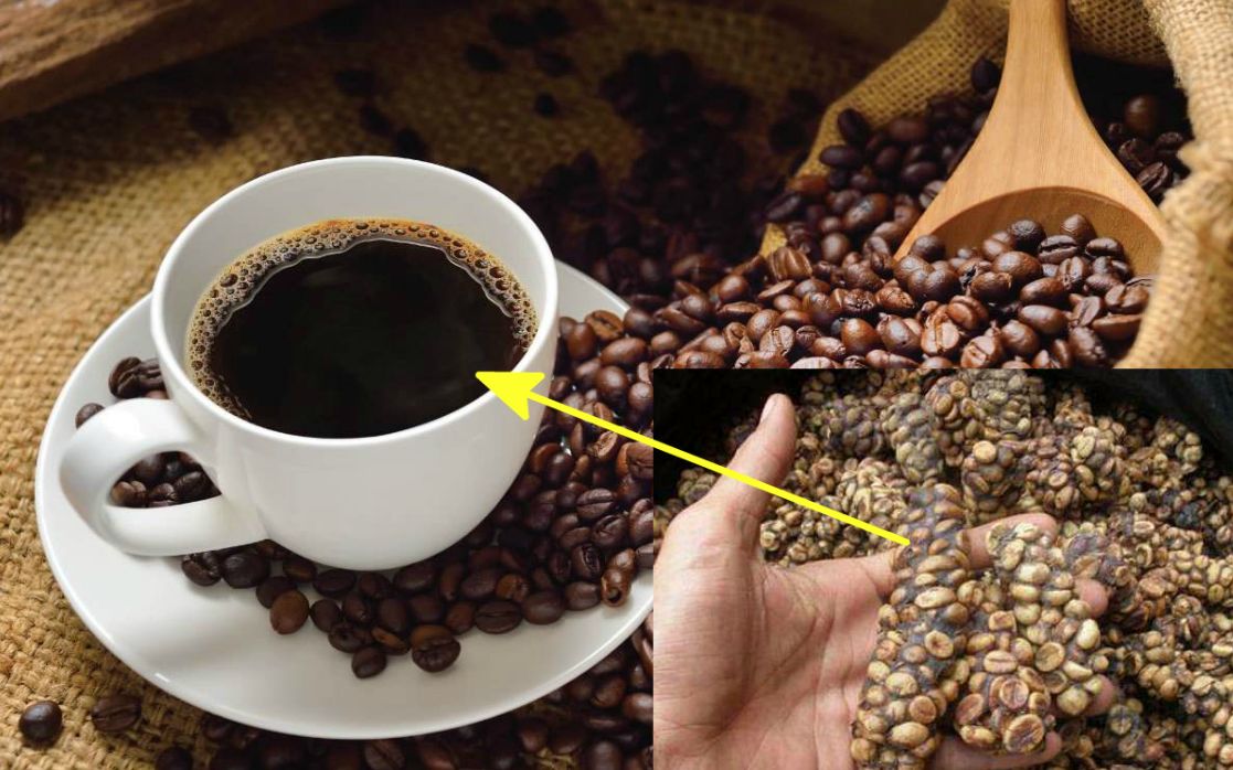 绝了！世界上最贵的咖啡，竟然是用猫大便做的？喝起来会是啥味？@油兔不二字幕组