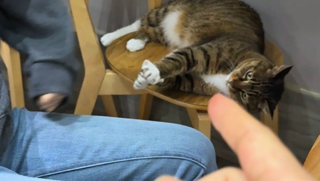 这猫怎么这样！！！