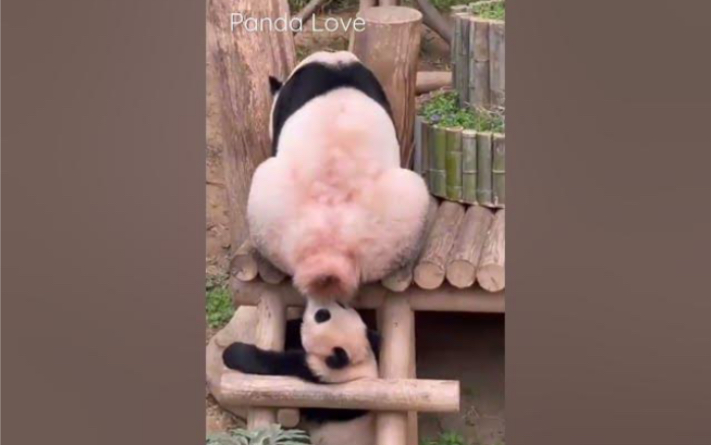 大熊猫福宝 黑历史 221204更新的库存视频