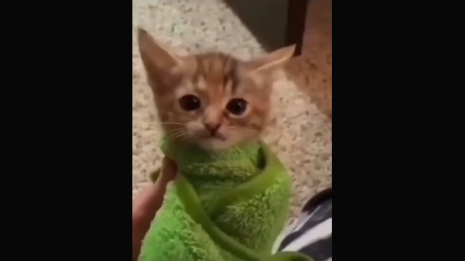 【高清无水印】仰头大叫猫转场素材meme素材15秒