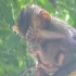 可怜的小孤猴宝宝独自顶着大雨坐在树枝上，身上都湿透了