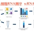 单细胞RNA测序讲解（single cell RNAseq）