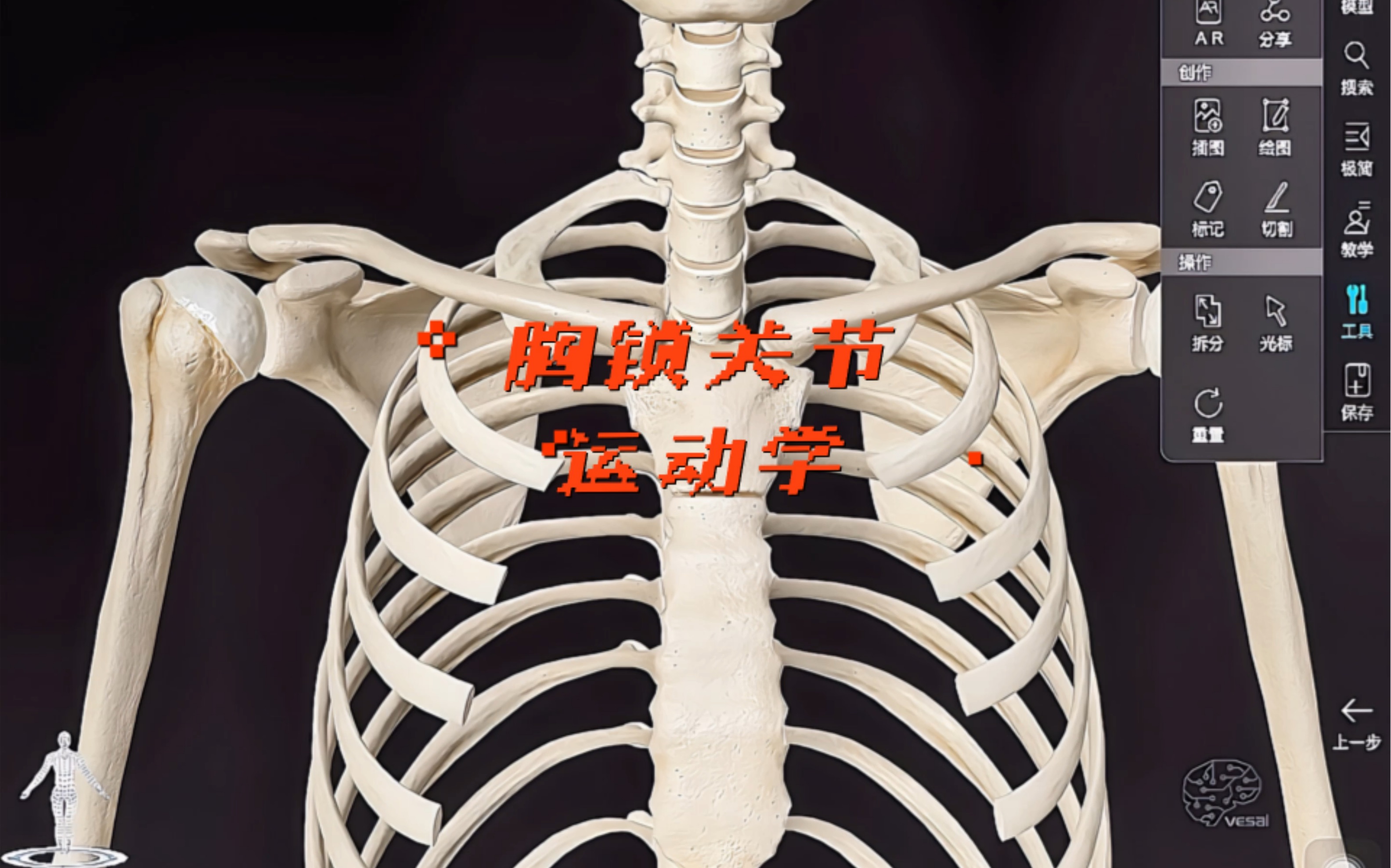 胸锁关节运动学