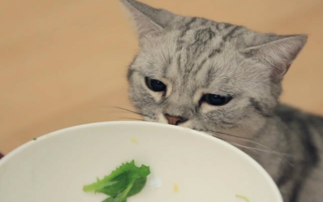 【suri & noel萌喵一家】肚子饿的小馋猫
