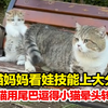 猫妈妈看娃技能上大分，大猫用尾巴逗得小猫晕头转向，“都说带娃累 瞅瞅人家