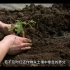 肥料对于作物的作用是什么？