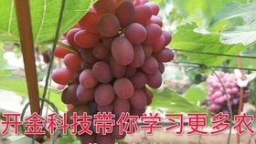 用什么方法可以快速生根提苗 f4d50a739f32fe51a494d09910af871edf645561.jpg@280w_158h_1c_100q.jpg