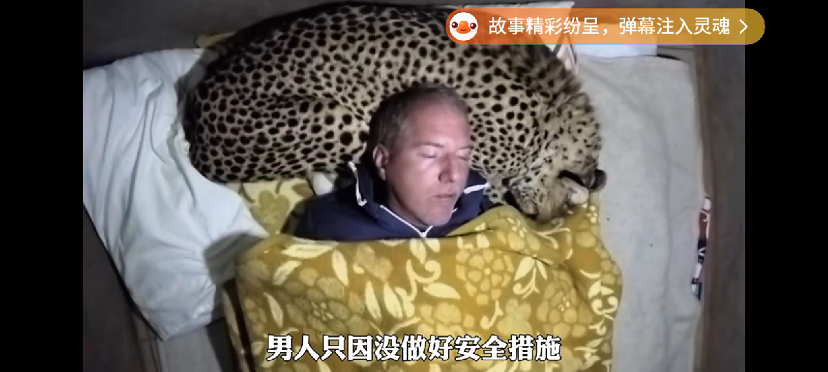 男子露营意外睡上真皮豹枕，醒来差点人没了