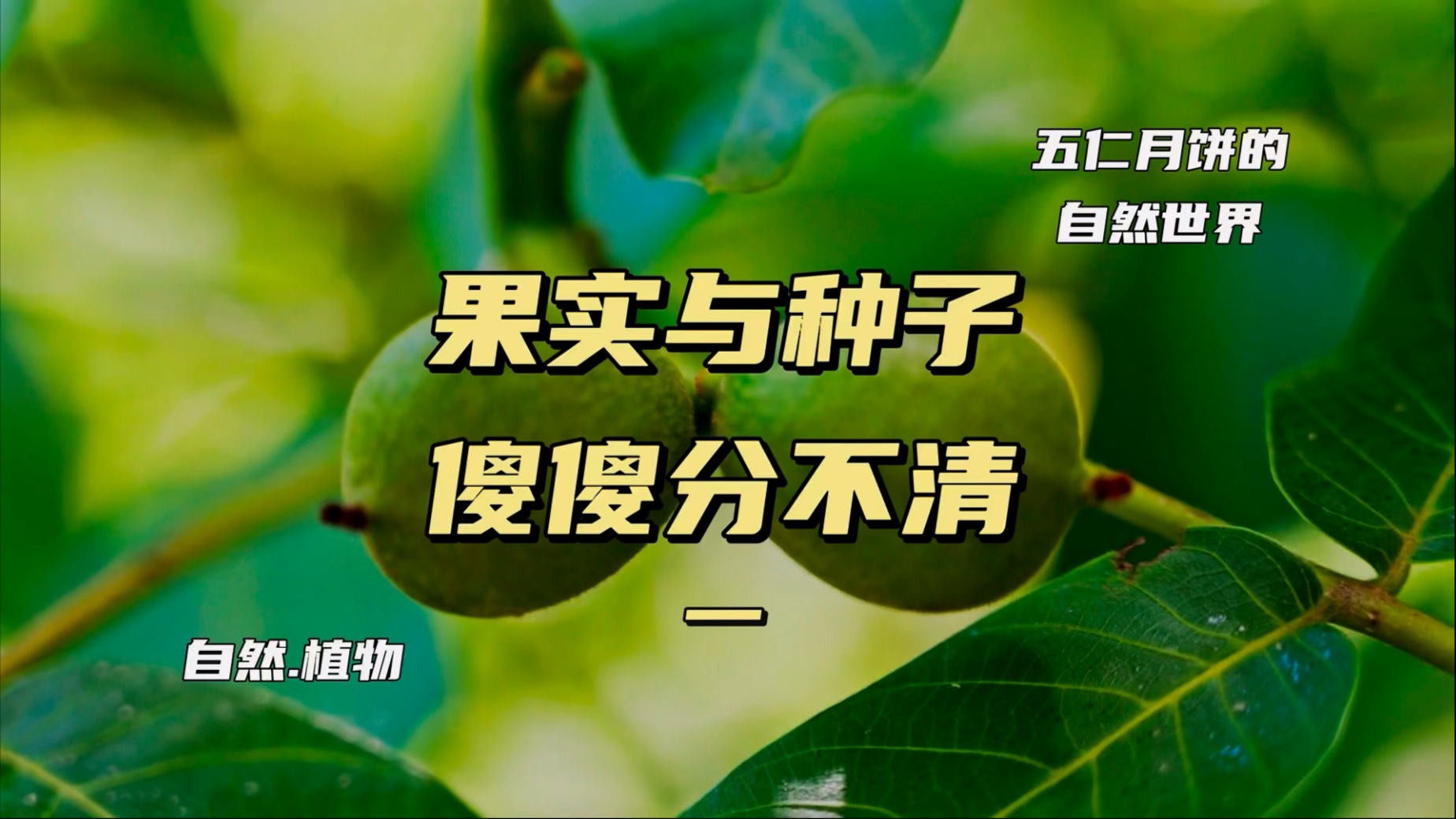 葵花籽和西瓜籽都是干果为何一个是果实一个是种子