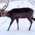 男子在冰雪天出门时，竟看到了一只“双头鹿”，怎么回事？