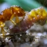 蚂蚁为了喂养毛虫，甚至把自己的卵和幼虫给它们当做食物