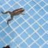 青蛙是怎么游泳的！