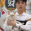梦中情猫级别